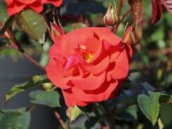 Beetrose 'Westpoint' ® -Edelrosen Geschaft beetrose westpoint m073337 w 8