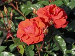 Beetrose 'Westpoint' ® -Edelrosen Geschaft beetrose westpoint m073337 w 9