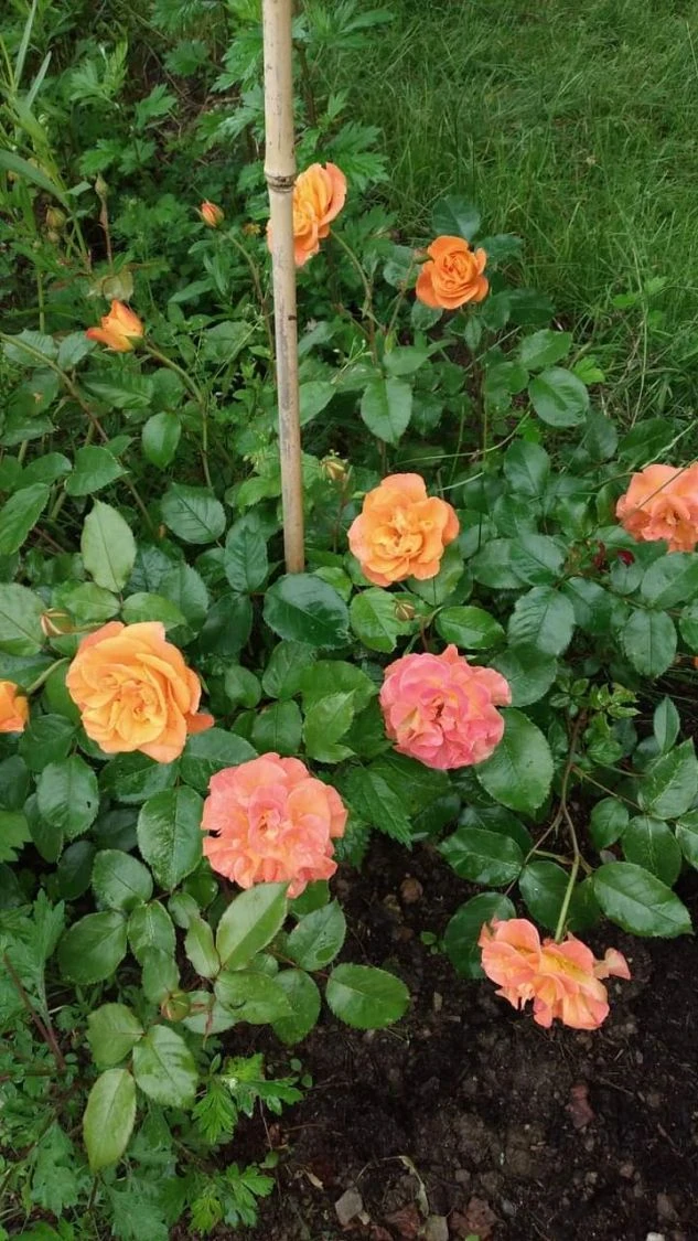 Beetrose 'Westzeit' ® 13 Beetrose 'Westzeit' ® – Bild 13