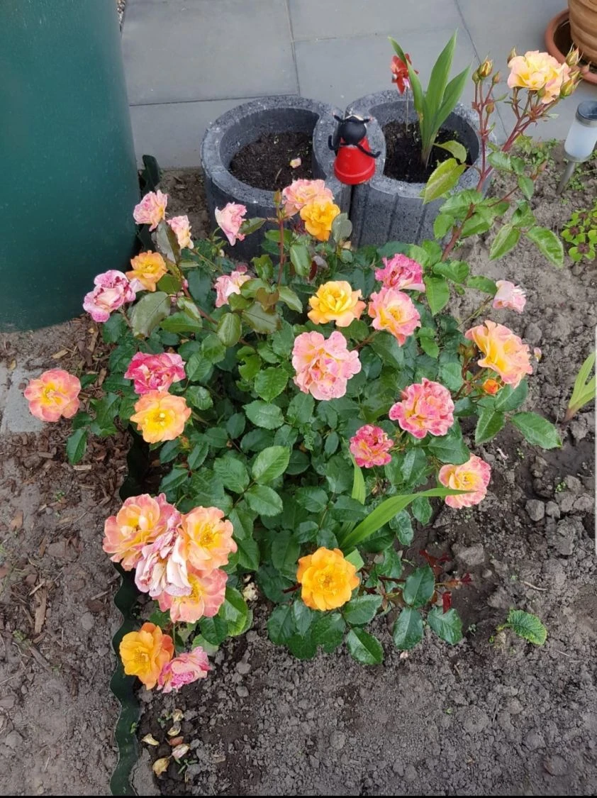 Beetrose 'Westzeit' ® 14 Beetrose 'Westzeit' ® – Bild 14