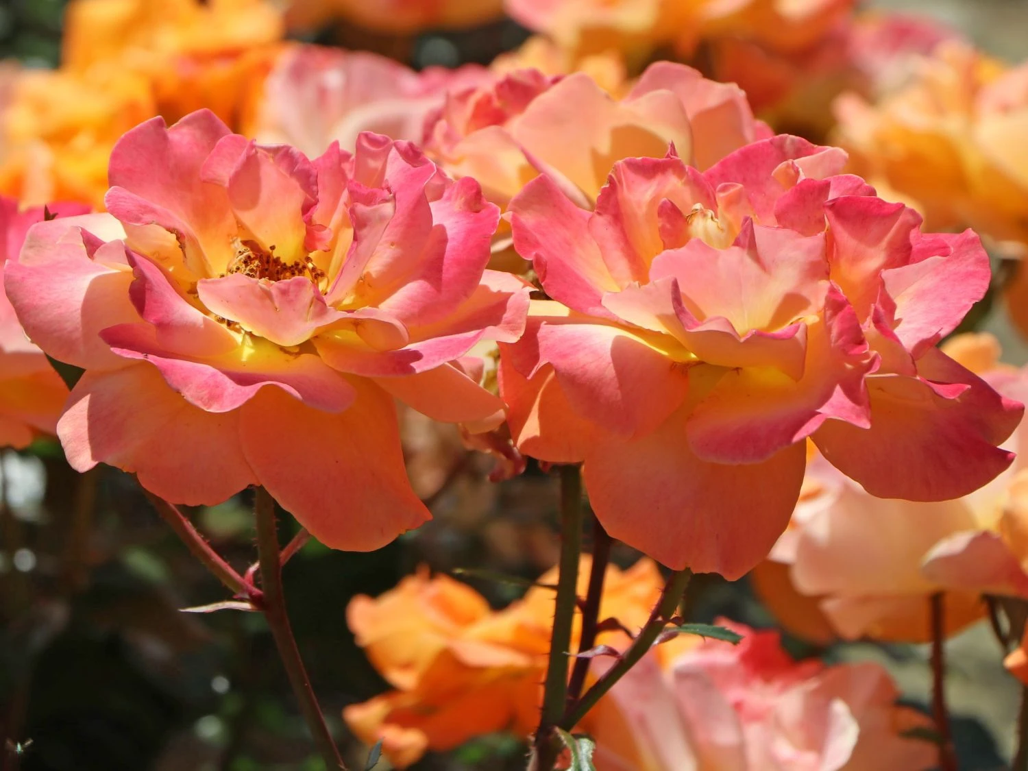 Beetrose 'Westzeit' ® 1 Beetrose 'Westzeit' ®