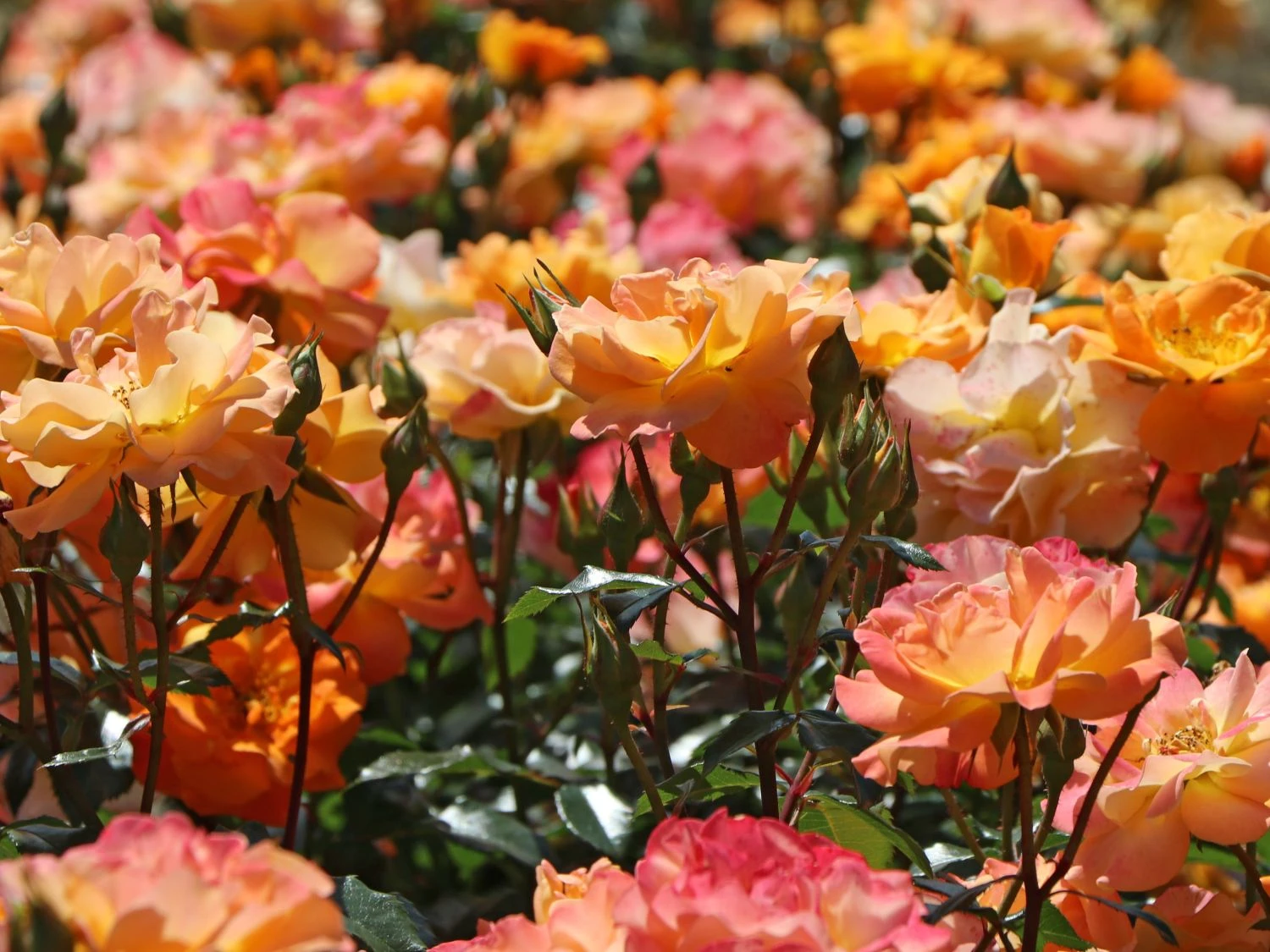 Beetrose 'Westzeit' ® 3 Beetrose 'Westzeit' ® – Bild 3