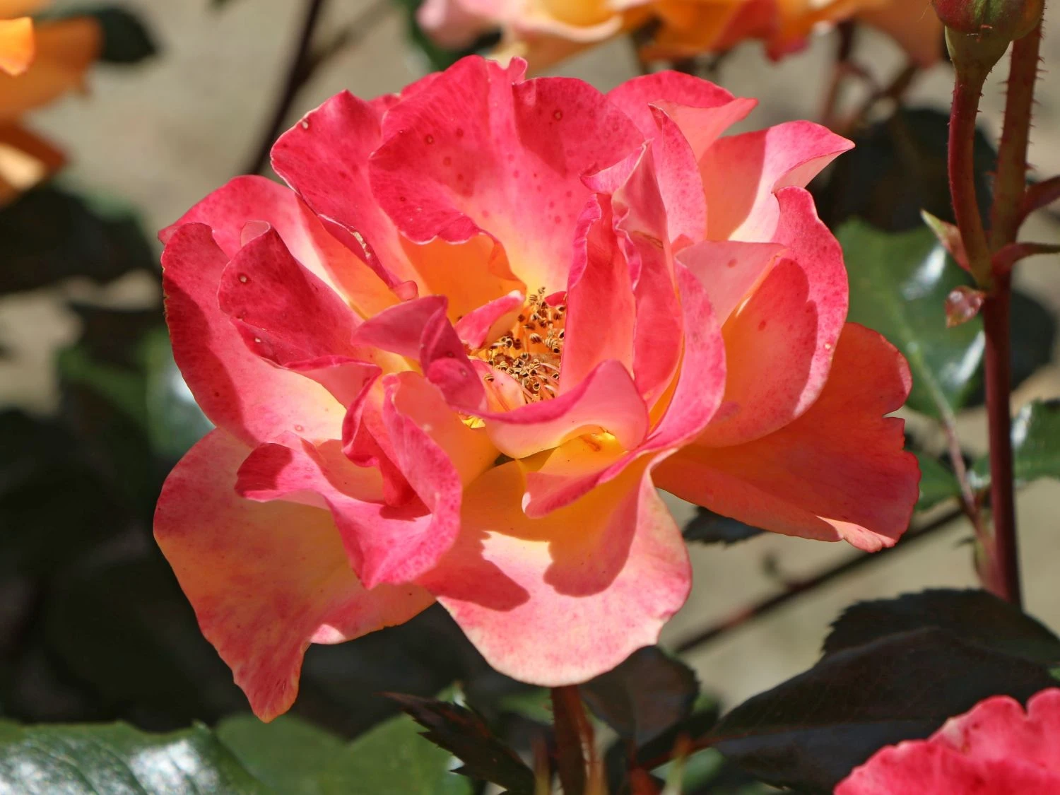 Beetrose 'Westzeit' ® 2 Beetrose 'Westzeit' ® – Bild 2