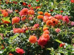 Beetrose 'Westzeit' ® 23 Beetrose 'Westzeit' ® -Edelrosen Geschaft beetrose westzeit m051370 w 10