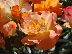 Beetrose 'Westzeit' ® 20 Beetrose 'Westzeit' ® -Edelrosen Geschaft beetrose westzeit m051370 w 2