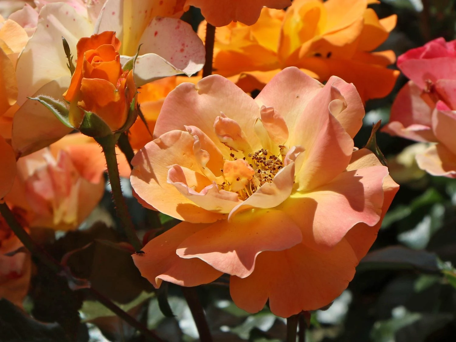 Beetrose 'Westzeit' ® 6 Beetrose 'Westzeit' ® – Bild 6