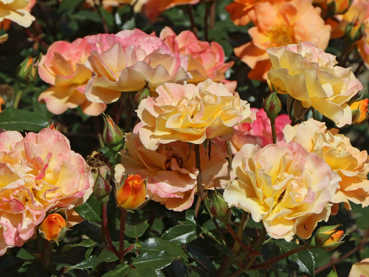 Beetrose 'Westzeit' ® 5 Beetrose 'Westzeit' ® – Bild 5