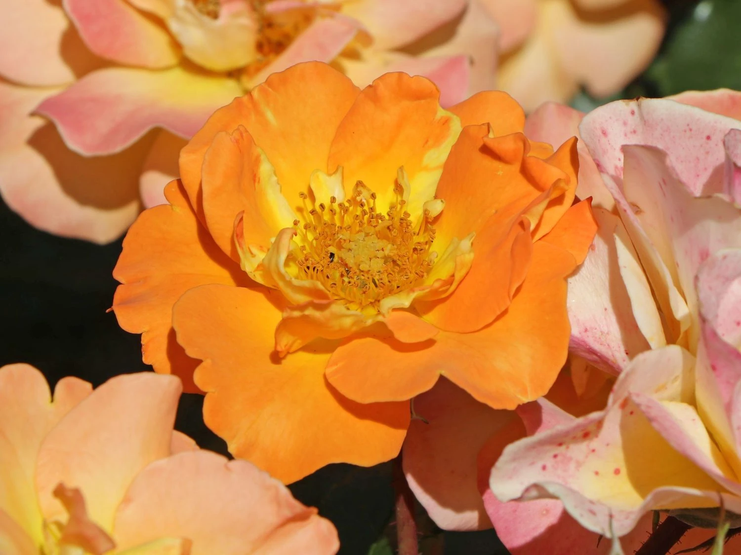 Beetrose 'Westzeit' ® 8 Beetrose 'Westzeit' ® – Bild 8