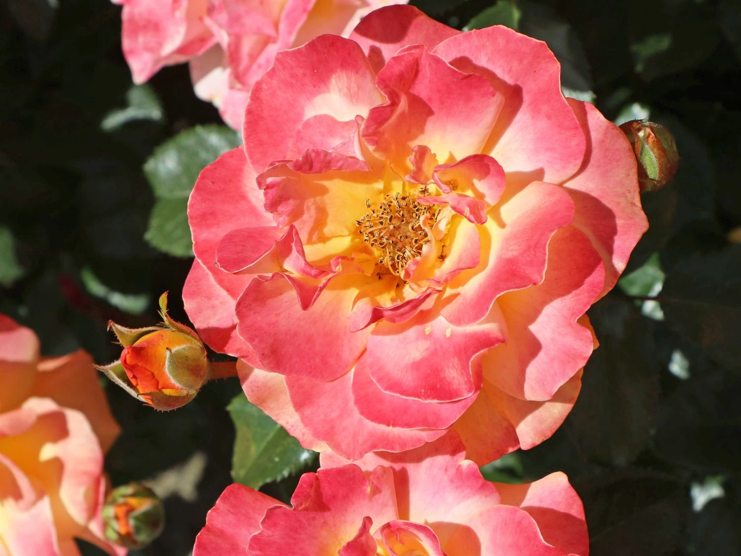 Beetrose 'Westzeit' ® 7 Beetrose 'Westzeit' ® – Bild 7