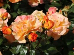 Beetrose 'Westzeit' ® 25 Beetrose 'Westzeit' ® -Edelrosen Geschaft beetrose westzeit m051370 w 6