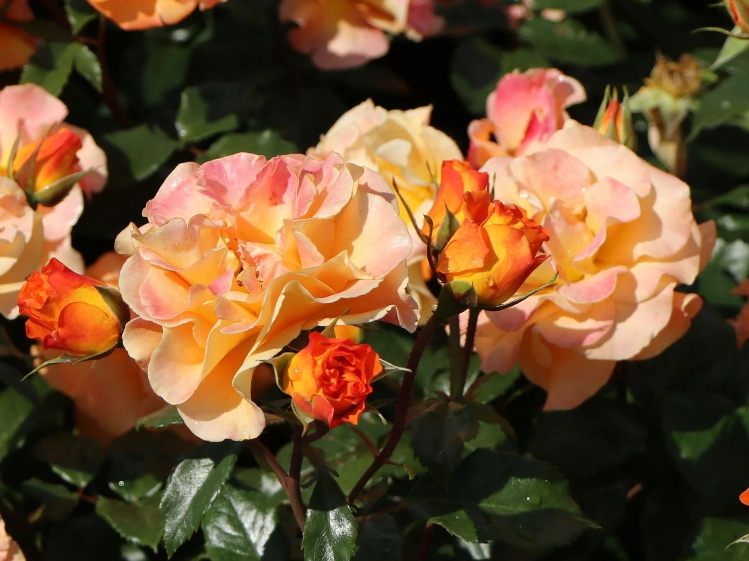 Beetrose 'Westzeit' ® 11 Beetrose 'Westzeit' ® – Bild 11