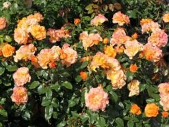 Beetrose 'Westzeit' ® 26 Beetrose 'Westzeit' ® -Edelrosen Geschaft beetrose westzeit m051370 w 7