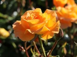 Beetrose 'Westzeit' ® 24 Beetrose 'Westzeit' ® -Edelrosen Geschaft beetrose westzeit m051370 w 8