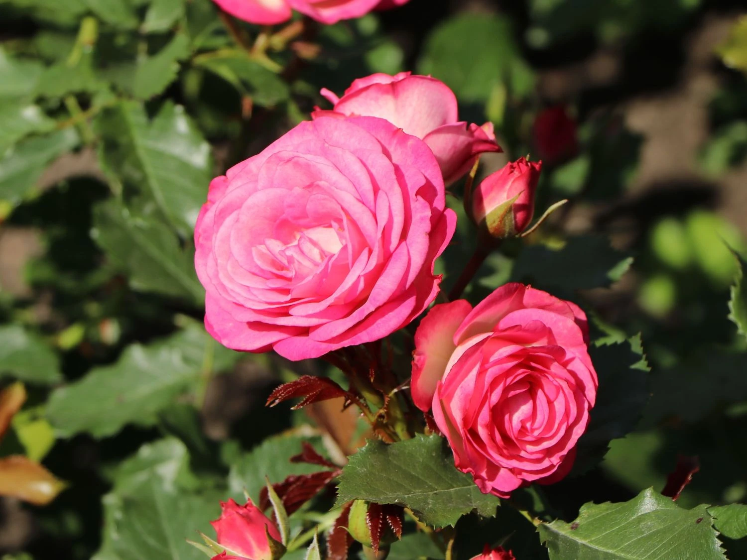 Beetrose 'Xenia' ® 2 Beetrose 'Xenia' ® – Bild 2