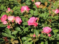 Beetrose 'Xenia' ® 5 Beetrose 'Xenia' ® -Edelrosen Geschaft beetrose xenia m114304 w 1