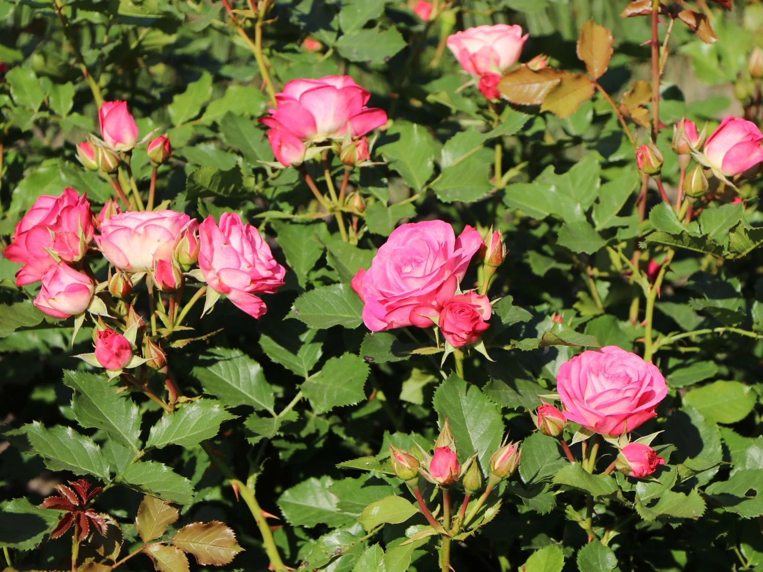 Beetrose 'Xenia' ® 3 Beetrose 'Xenia' ® – Bild 3