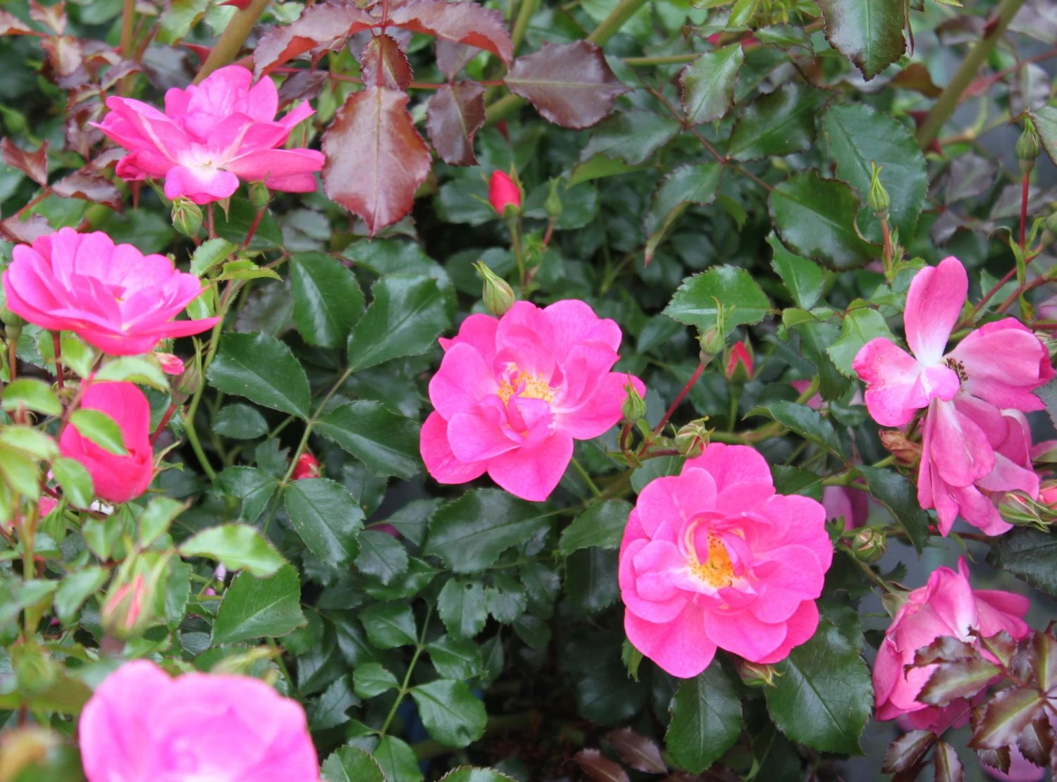 Beetrose / Bodendecker-Rose 'Neon' ® 2 Beetrose / Bodendecker-Rose 'Neon' ® – Bild 2