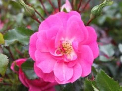 Beetrose / Bodendecker-Rose 'Neon' ® 7 Beetrose / Bodendecker-Rose 'Neon' ® -Edelrosen Geschaft beetrosebodendeckerrose neon m002662 w 1