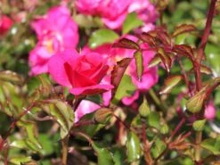 Beetrose / Bodendecker-Rose 'Neon' ® 8 Beetrose / Bodendecker-Rose 'Neon' ® -Edelrosen Geschaft beetrosebodendeckerrose neon m002662 w 2