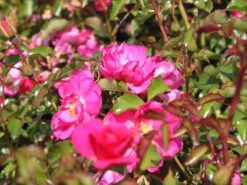 Beetrose / Bodendecker-Rose 'Neon' ® 9 Beetrose / Bodendecker-Rose 'Neon' ® -Edelrosen Geschaft beetrosebodendeckerrose neon m002662 w 3