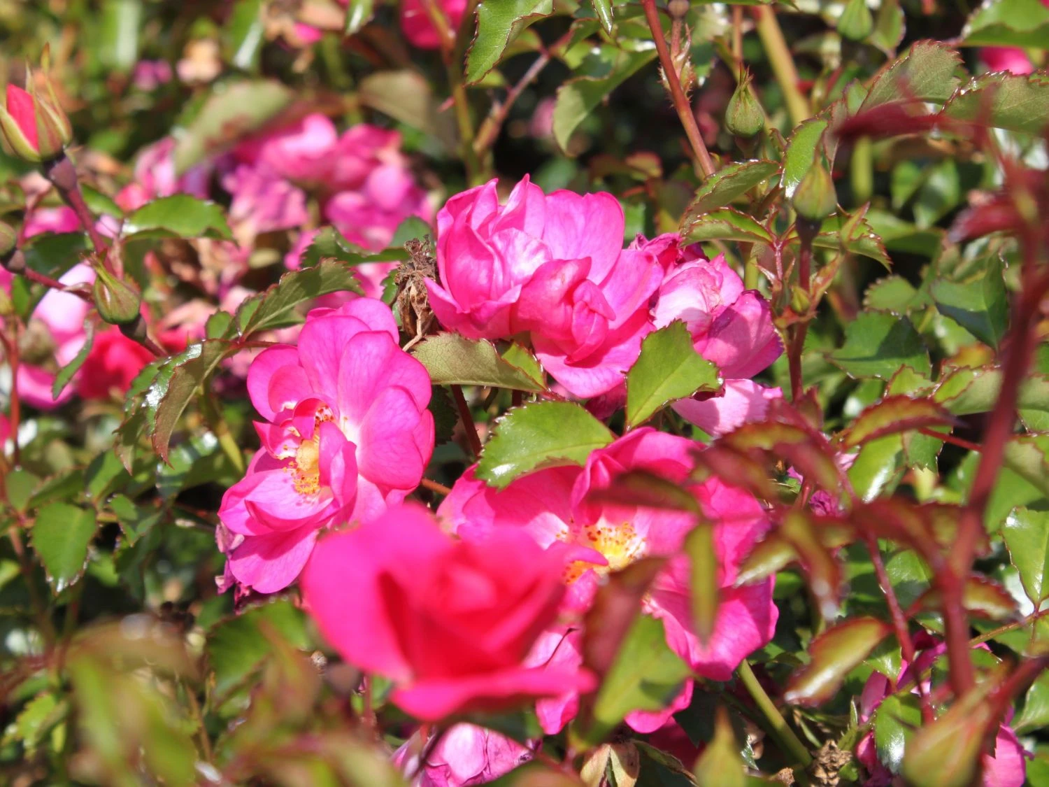 Beetrose / Bodendecker-Rose 'Neon' ® 5 Beetrose / Bodendecker-Rose 'Neon' ® – Bild 5