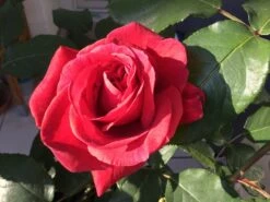 Beetrose / Edelrose 'Duftwolke' ® -Edelrosen Geschaft beetroseedelrose duftwolke m005652 1010586 0