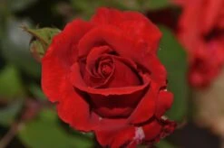 Beetrose / Edelrose 'Duftwolke' ® -Edelrosen Geschaft beetroseedelrose duftwolke m005652 674958 0