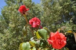 Beetrose / Edelrose 'Duftwolke' ® -Edelrosen Geschaft beetroseedelrose duftwolke m005652 674958 1