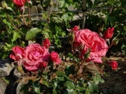 Beetrose / Edelrose 'Duftwolke' ® -Edelrosen Geschaft beetroseedelrose duftwolke m005652 892945 1