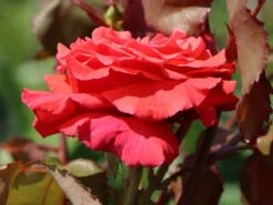 Beetrose / Edelrose 'Duftwolke' ® -Edelrosen Geschaft beetroseedelrose duftwolke m005652 w 0