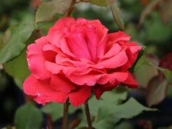 Beetrose / Edelrose 'Duftwolke' ® -Edelrosen Geschaft beetroseedelrose duftwolke m005652 w 1