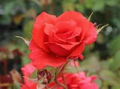 Beetrose / Edelrose 'Duftwolke' ® -Edelrosen Geschaft beetroseedelrose duftwolke m005652 w 2