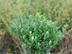 Berg-Ilex 'Robustico' ®