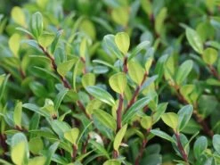 Berg-Ilex 'Robustico' ® -Edelrosen Geschaft berg ilex robustico m123347 w 2