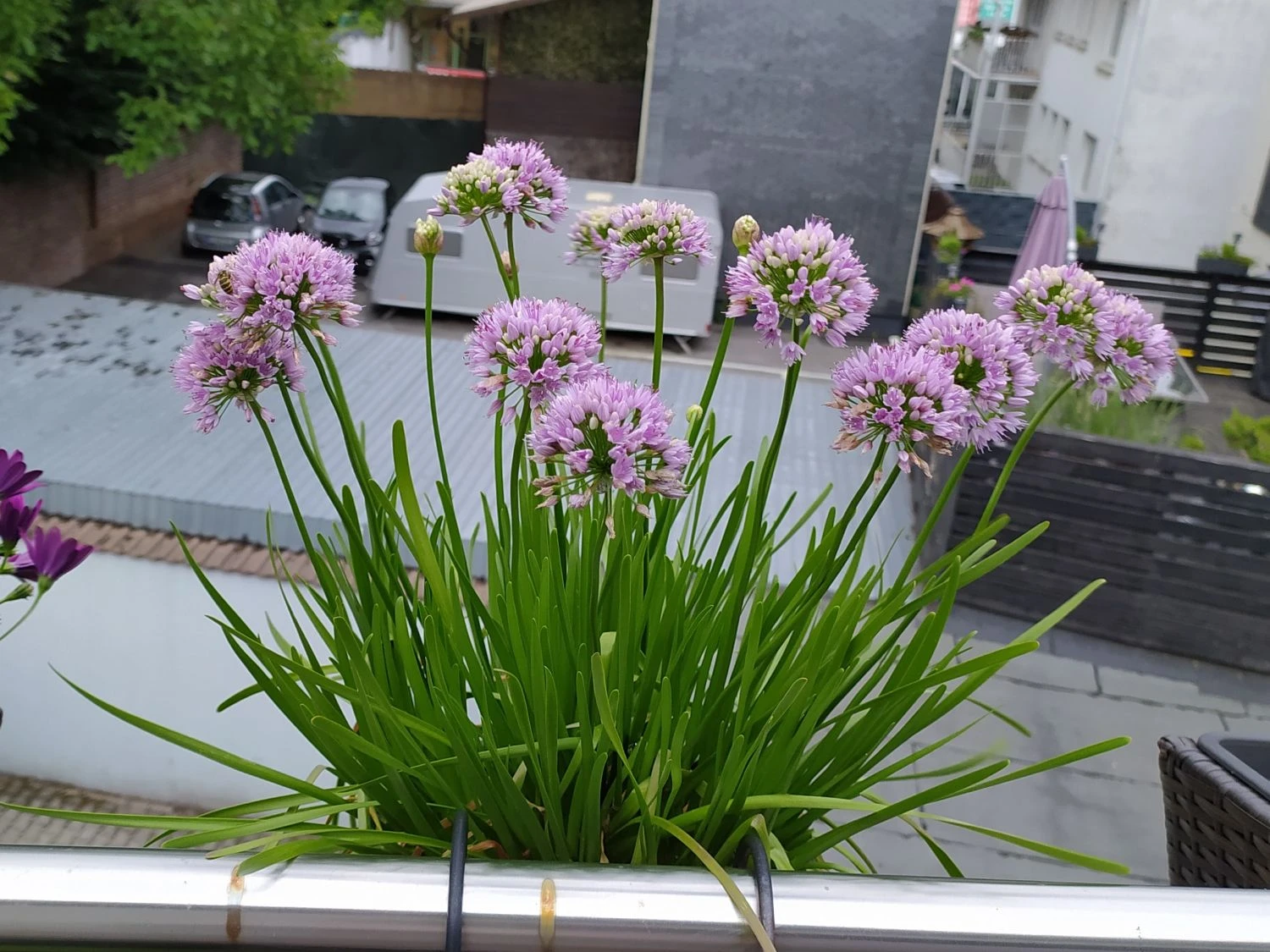 Berg-Lauch 12 Berg-Lauch – Bild 12