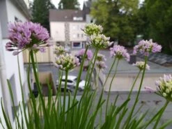 Berg-Lauch 22 Berg-Lauch -Edelrosen Geschaft berg lauch m078048 193676 1