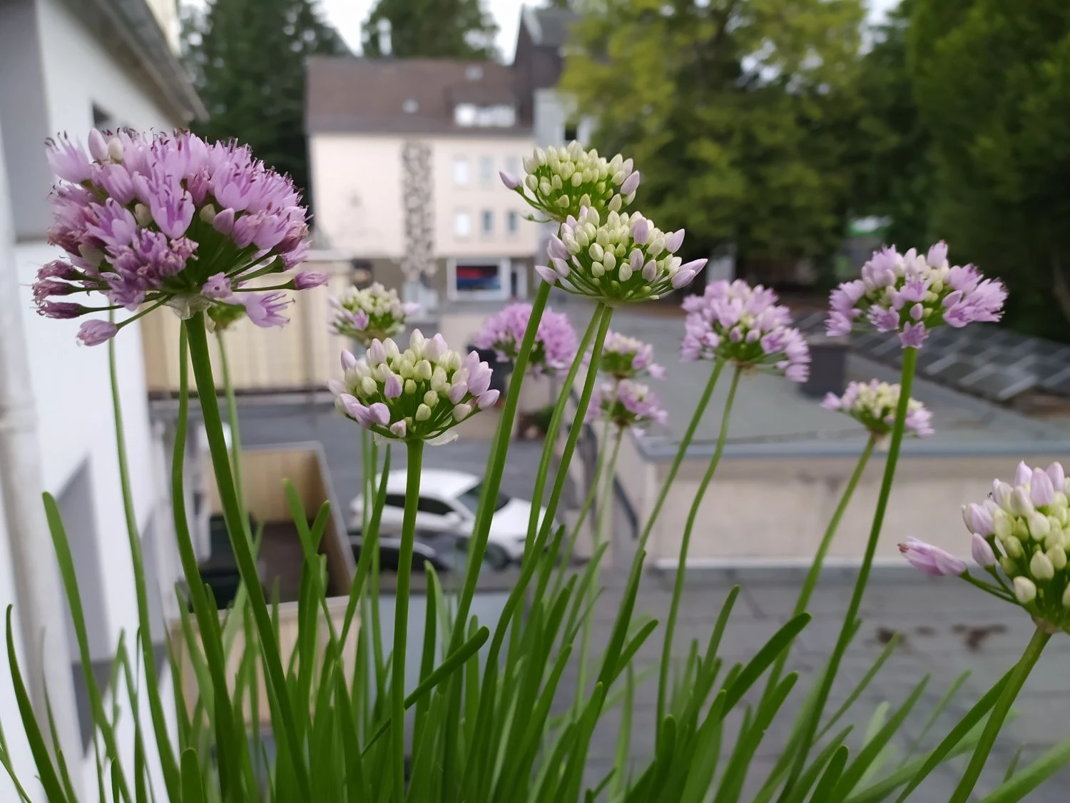 Berg-Lauch 11 Berg-Lauch – Bild 11