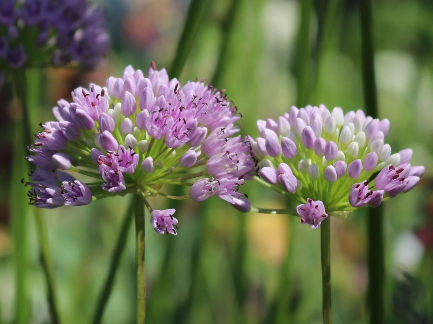 Berg-Lauch 7 Berg-Lauch – Bild 7