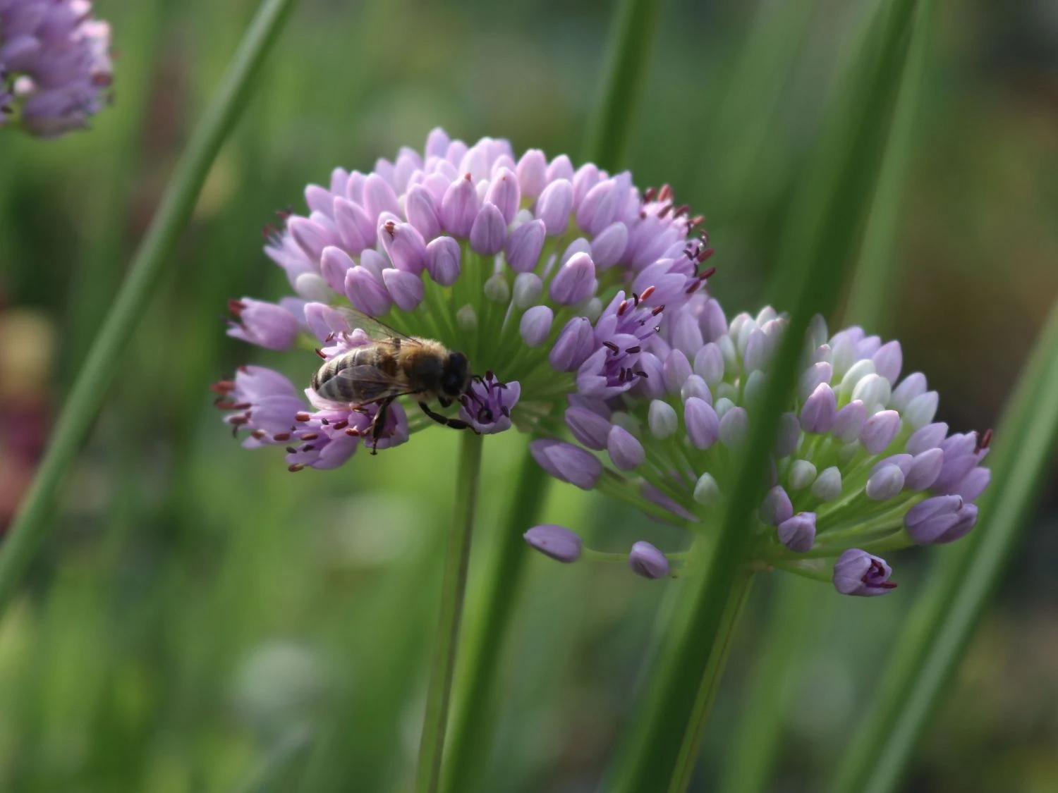 Berg-Lauch 5 Berg-Lauch – Bild 5