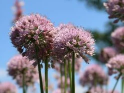 Berg-Lauch 21 Berg-Lauch -Edelrosen Geschaft berg lauch m078048 w 2