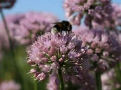 Berg-Lauch 19 Berg-Lauch -Edelrosen Geschaft berg lauch m078048 w 3