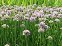 Berg-Lauch 17 Berg-Lauch -Edelrosen Geschaft berg lauch m078048 w 4