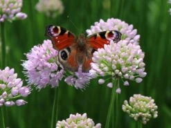 Berg-Lauch 15 Berg-Lauch -Edelrosen Geschaft berg lauch m078048 w 5