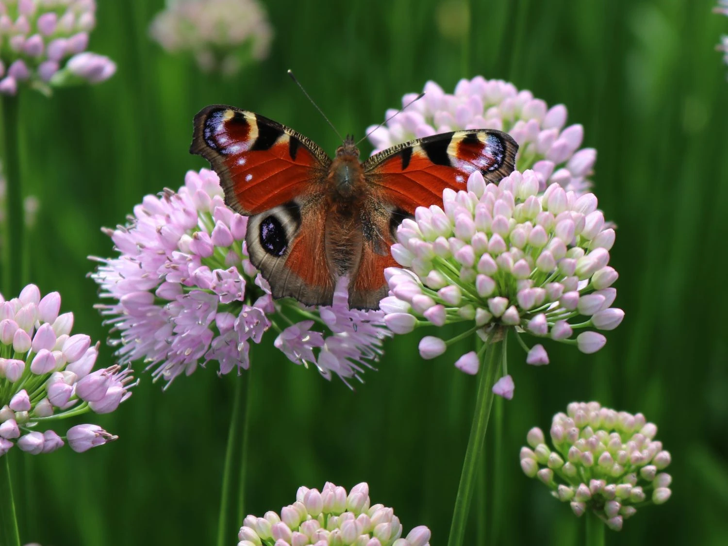 Berg-Lauch 4 Berg-Lauch – Bild 4