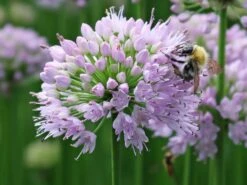 Berg-Lauch 20 Berg-Lauch -Edelrosen Geschaft berg lauch m078048 w 6