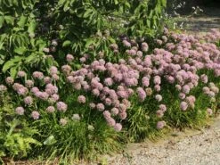 Edelrosen Geschaft -Edelrosen Geschaft berg lauch m078048 w 7