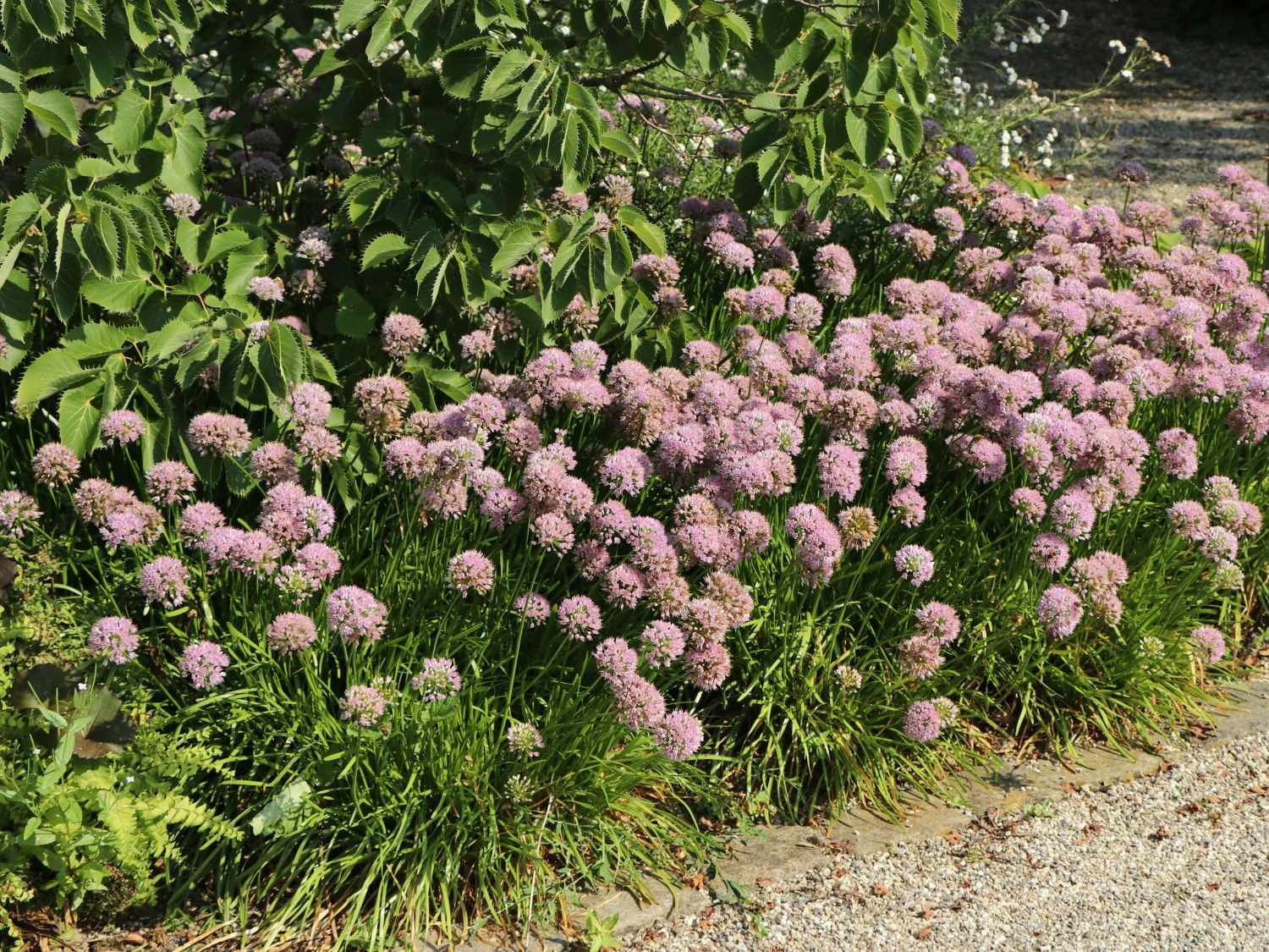 Berg-Lauch 2 Berg-Lauch – Bild 2