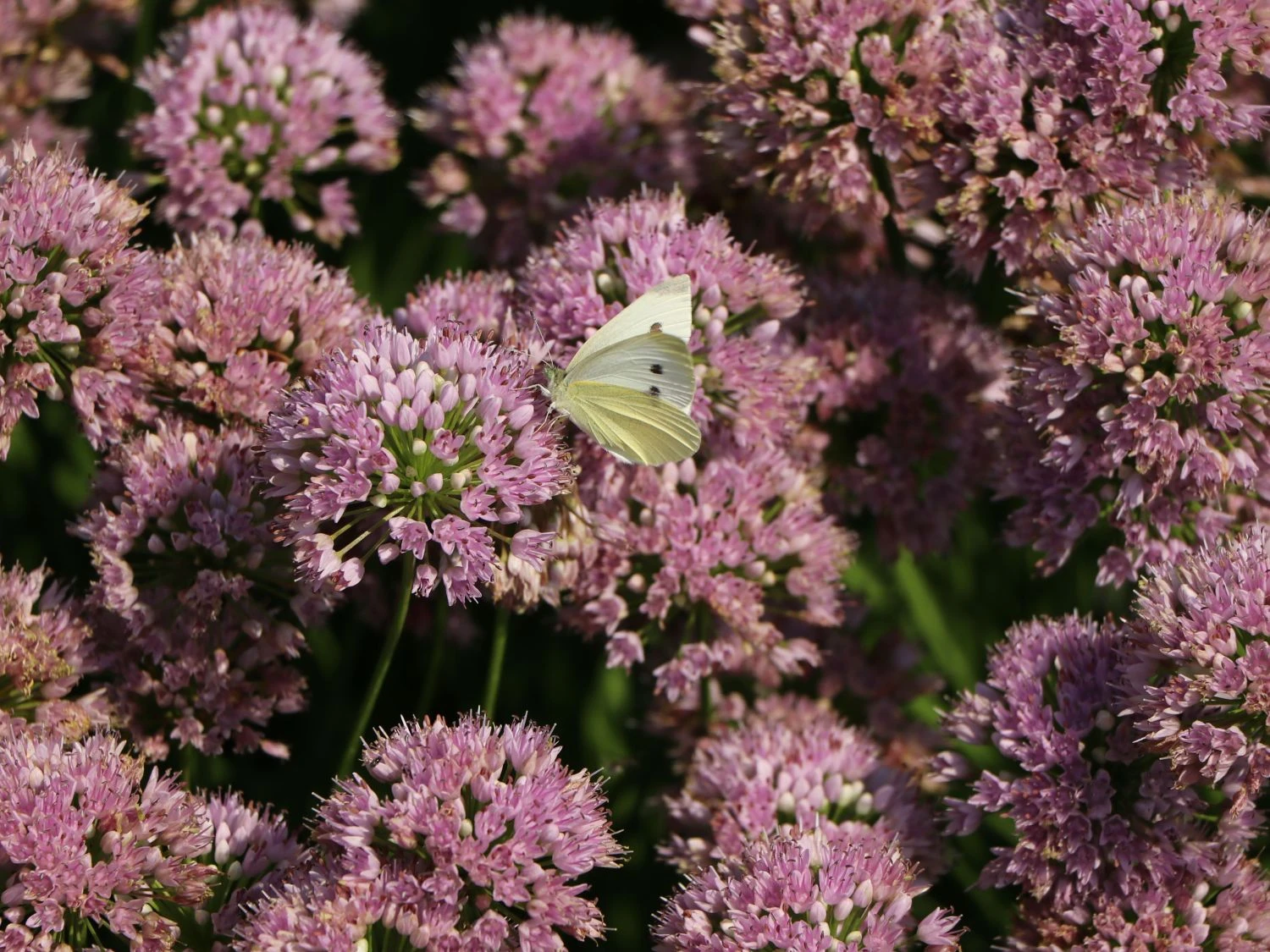 Berg-Lauch 3 Berg-Lauch – Bild 3