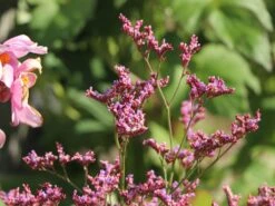 Blauer Strandflieder 'Dazzle Rocks'