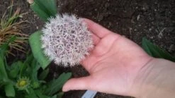 Blauzungen-Lauch -Edelrosen Geschaft blauzungen lauch m012566 727888 0